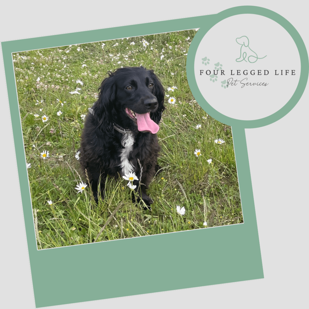 Image of a black spaniel with a white chest, sat with his tongue out in a field with grass and daisies.