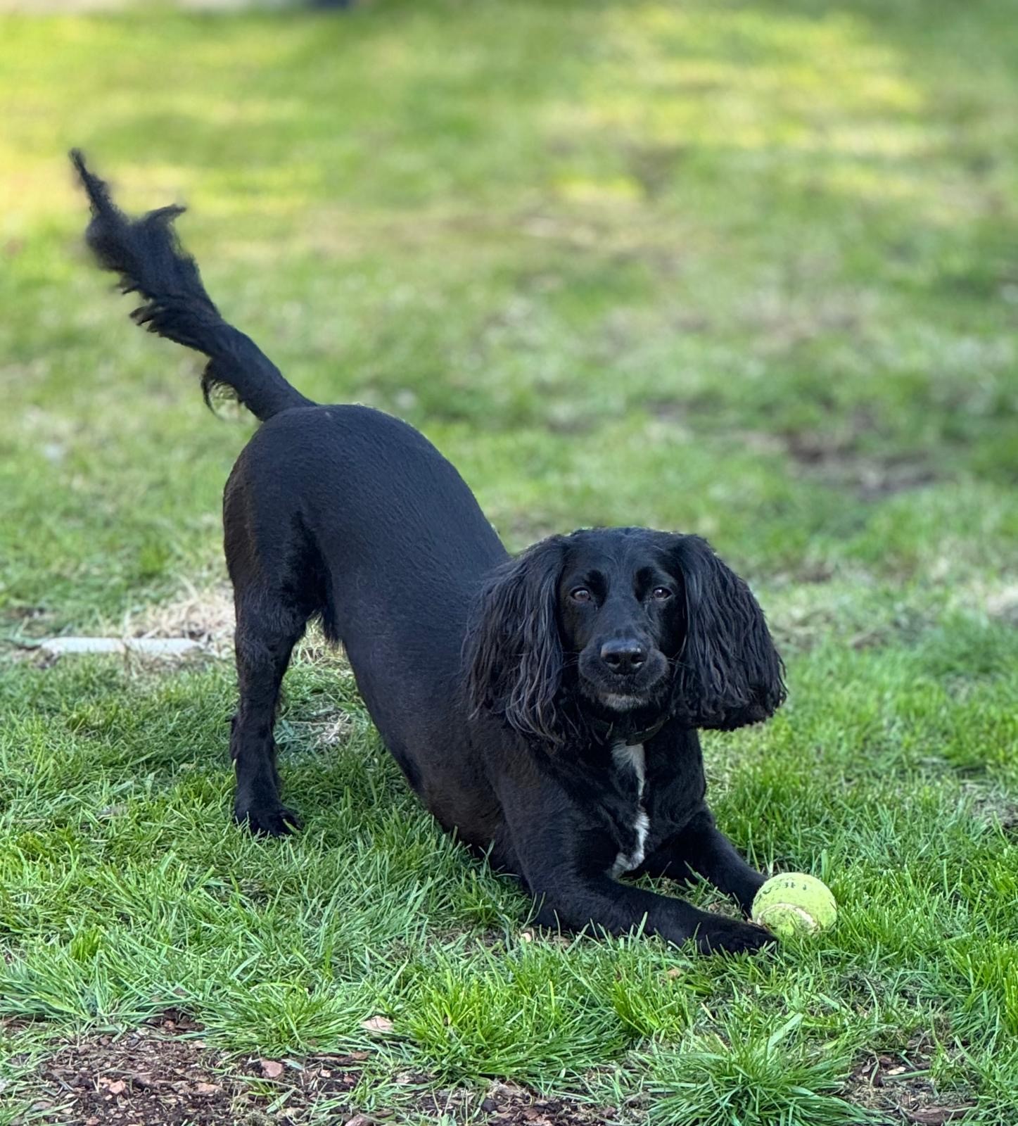 Black and white spaniel, playing with a tennis ball